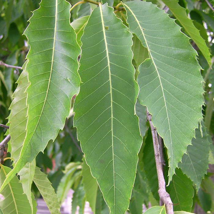 American Chestnut