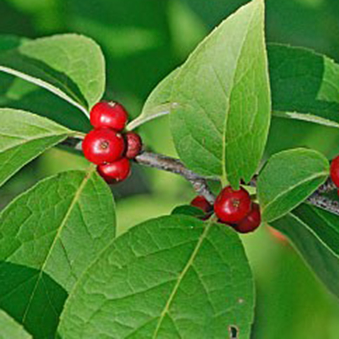 Mountain Holly
