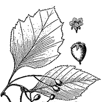 Pear Hawthorn