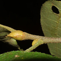 Sand Hickory