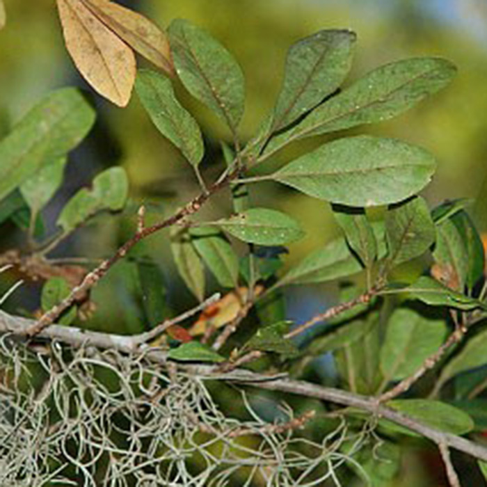 Swamp tupelo