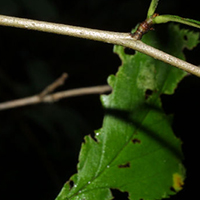 Waxy-Fruited Hawthorn