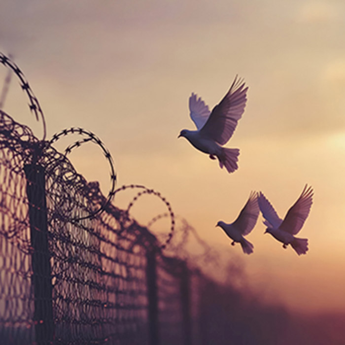 doves