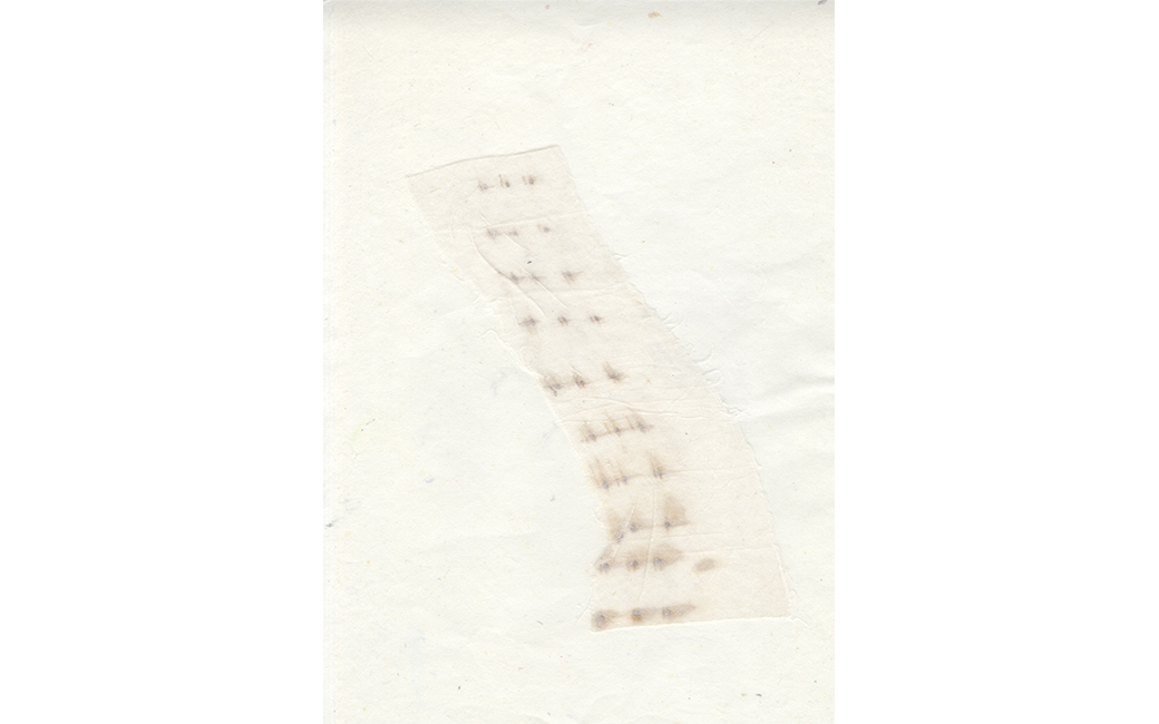 "Waterleaf Study II" by Mary Champagne