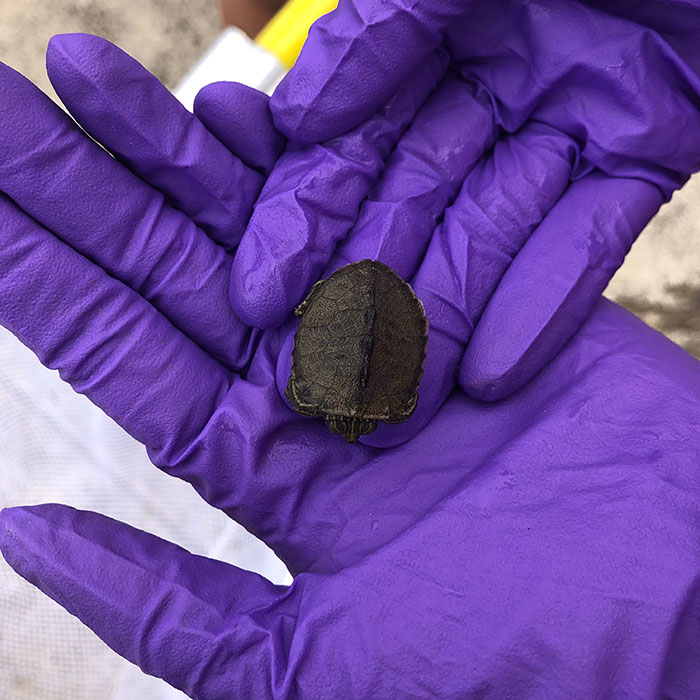 Hatchling in hands