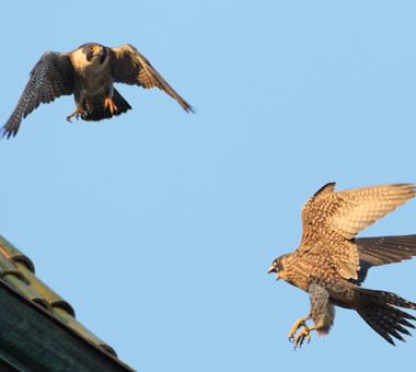 Falcons