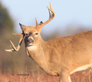 Deer