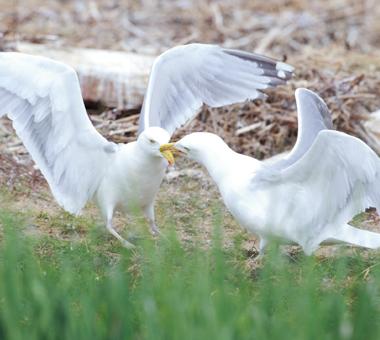 Sea gulls