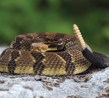Snake
