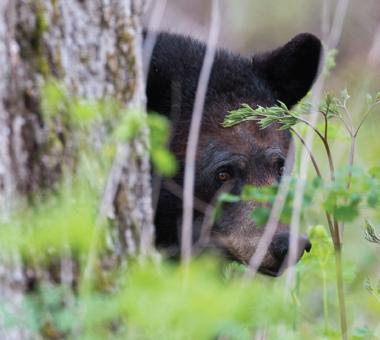 Black bear