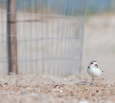 Plover