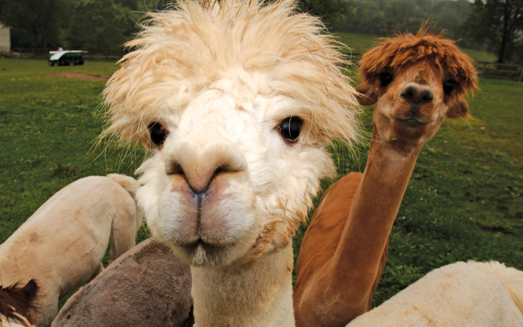 alpacs