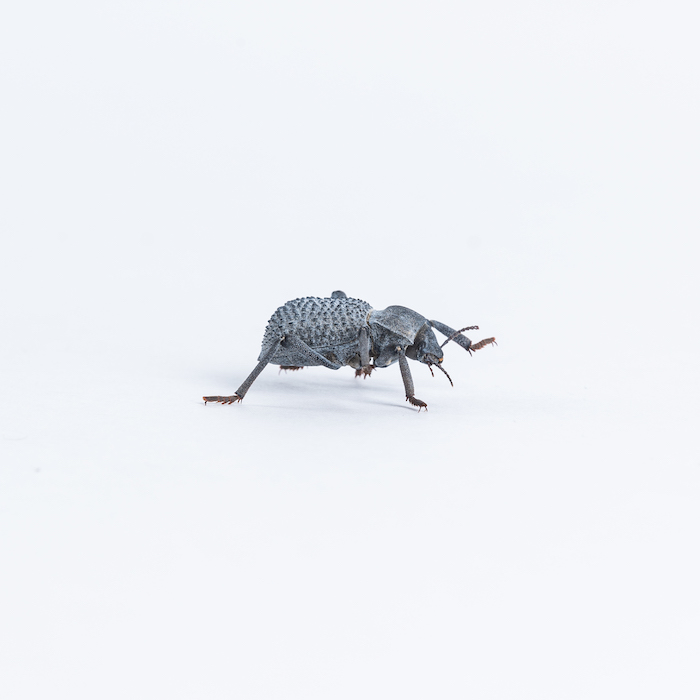 blue beetle on a white background