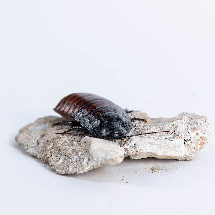 brown and black cockroach sitting on a flat rock on a white background
