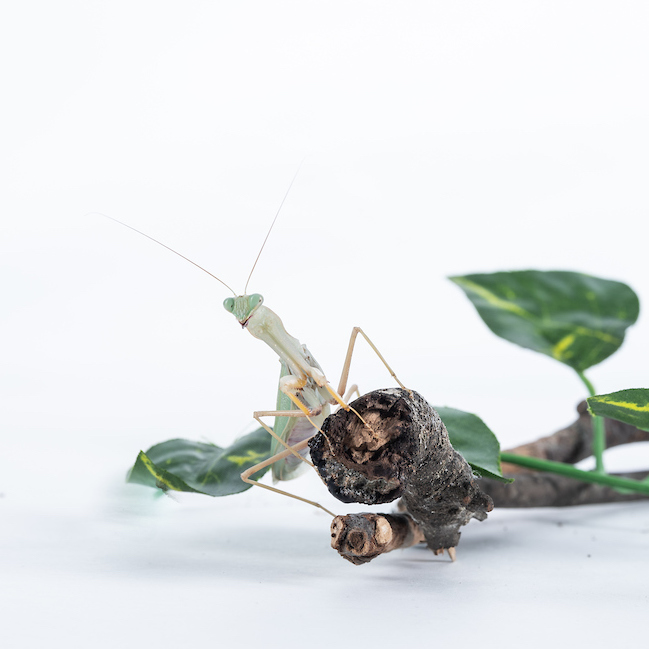 light green praying mantis sitting on a twig with leaves