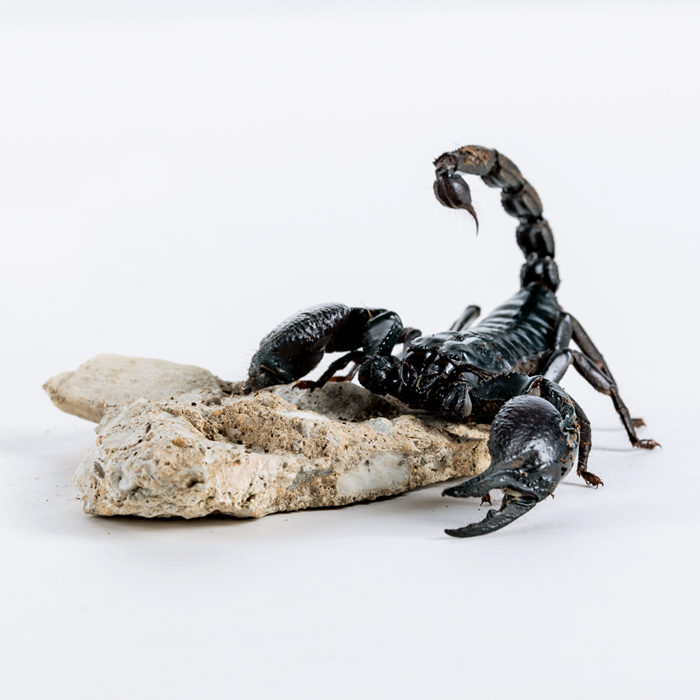 a scorpian