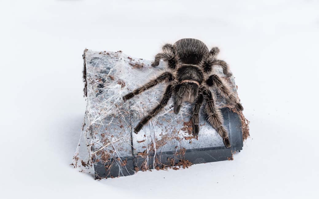 Tarantula sitting on top of a wooden mount, on a white background
