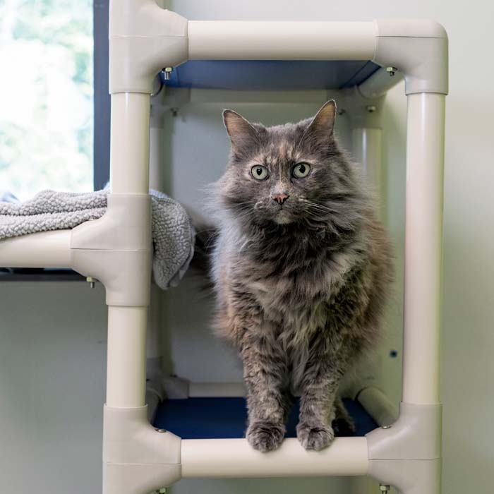 A cat