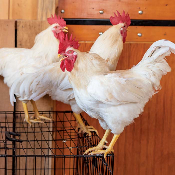 Chickens
