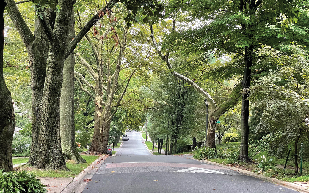 tree-lined street