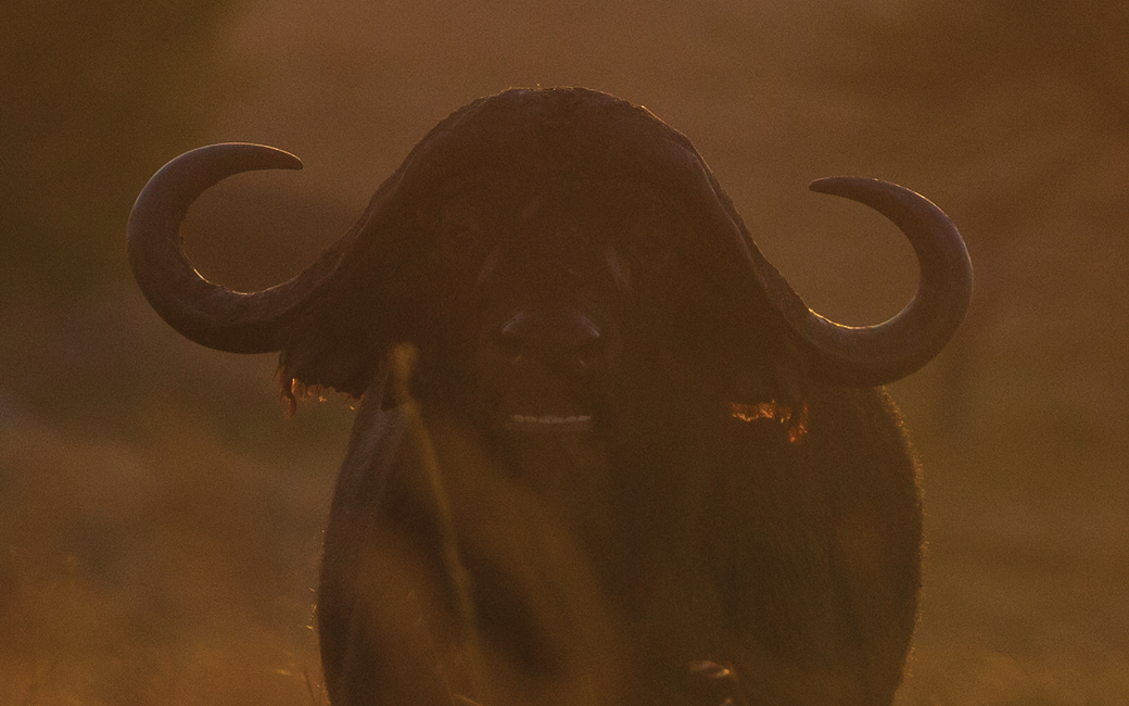 Black rhino