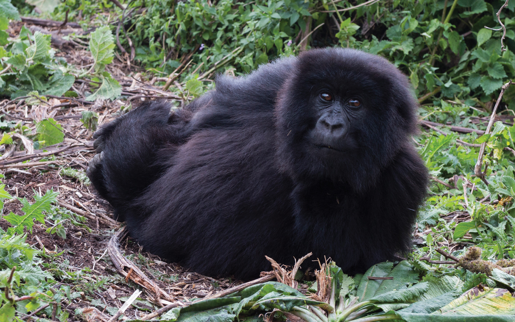 Gorilla