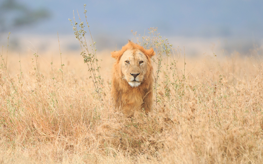 Lion