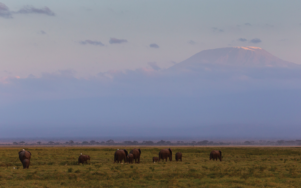 Elephants