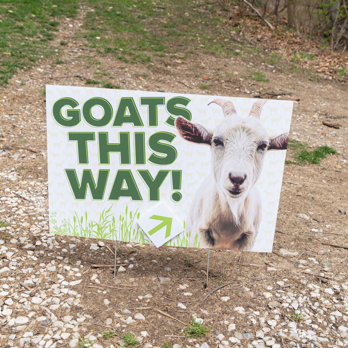 A sign advertising the goats in the Glen