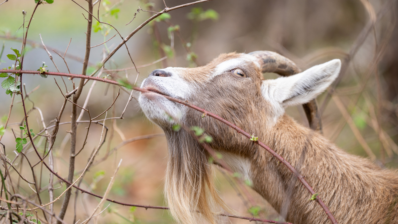 A goat has a snack in the Glen