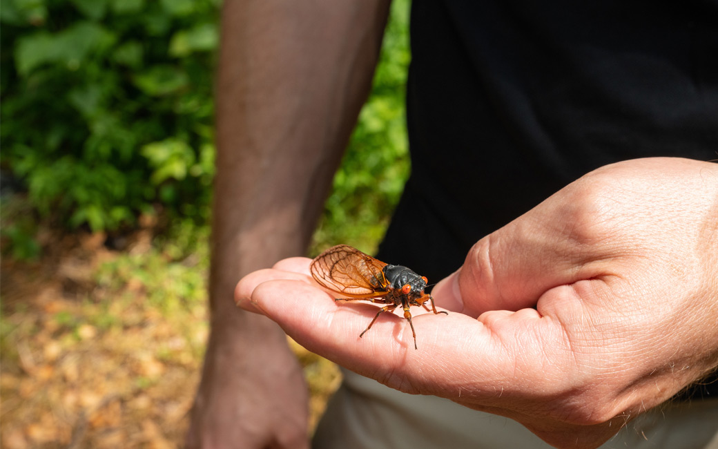 A cicada resting on John Lapolla