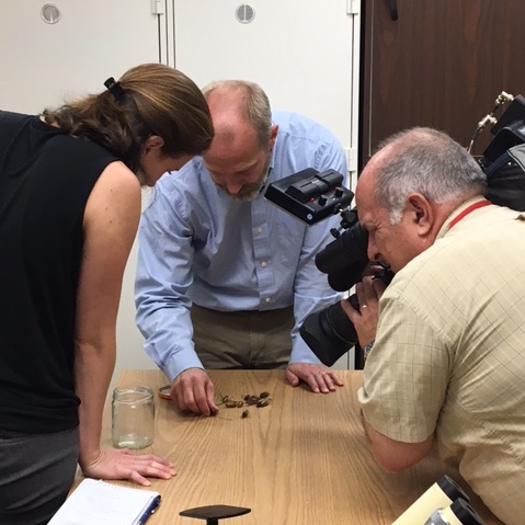 TU professors examine a cicada
