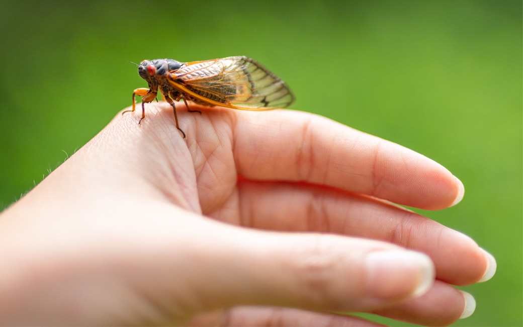 A cicada