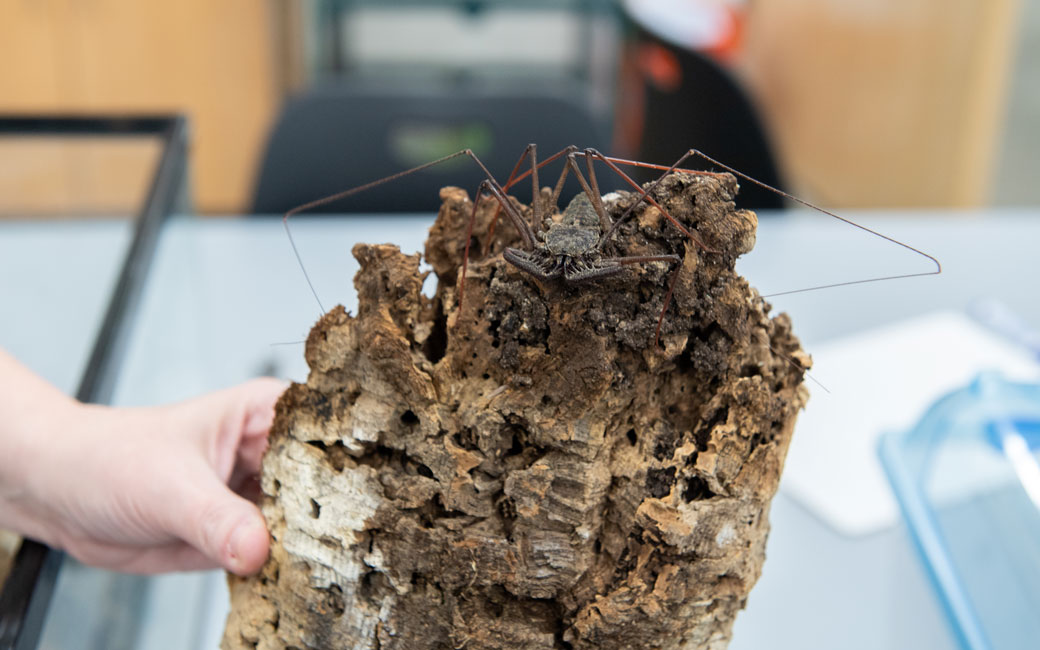 One of the insects in Faith Weeks lab