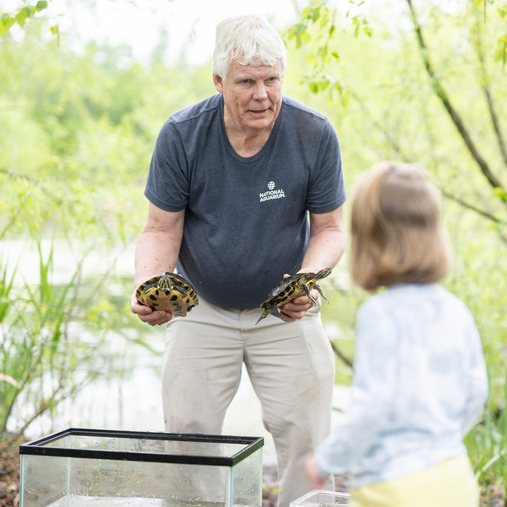 Jack Cover showing turtles to an onlooker