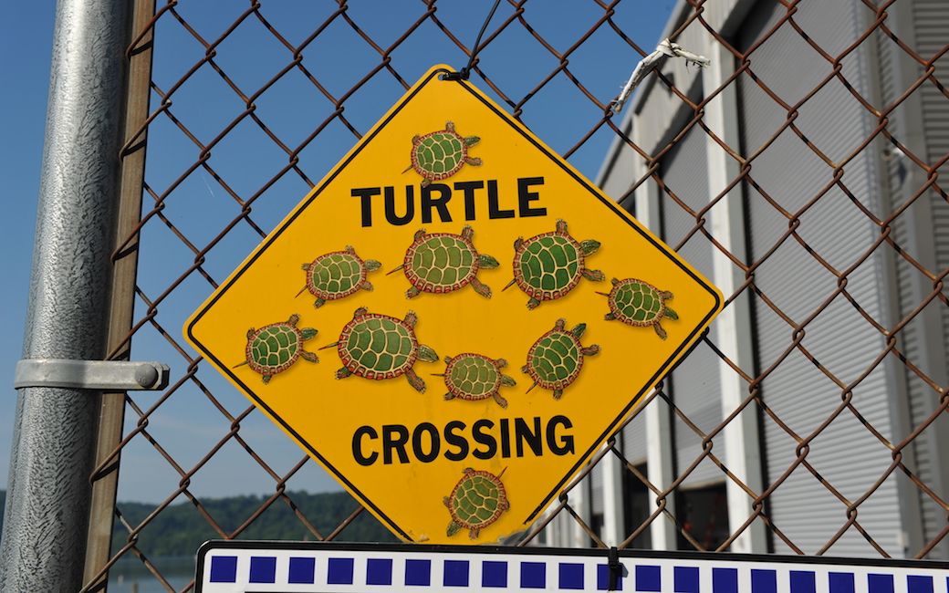 Turtle crossing sign