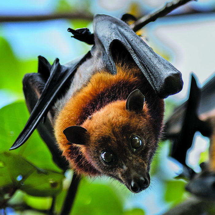 a bat