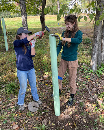 Caroline Etherton and coworker hammering a stake into the ground.