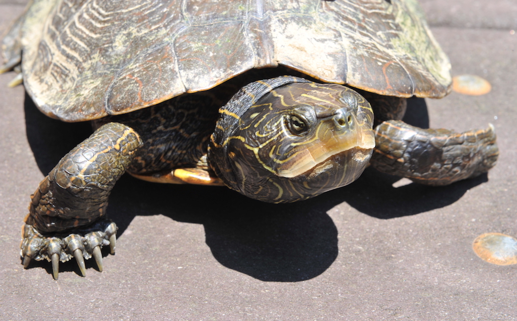 Video of A Northern Map Turtle
