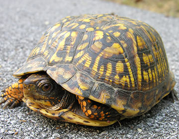 turtle