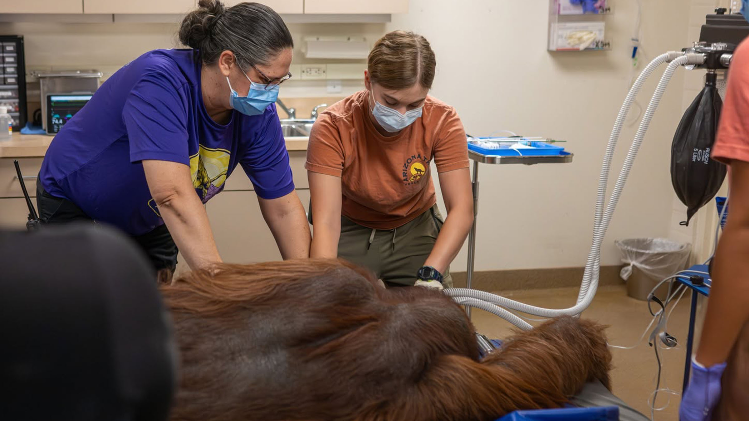 Sarah Dickerson tending to the health of an orangatang