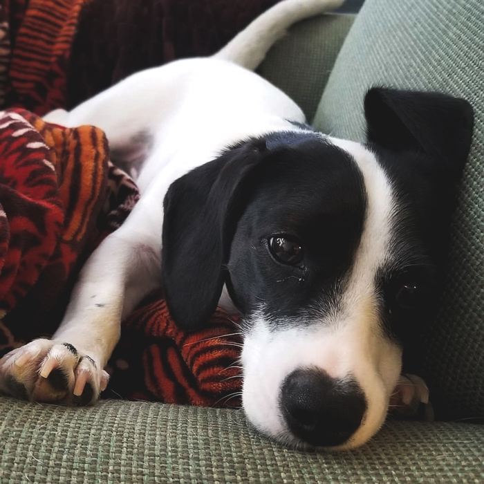 Sophie